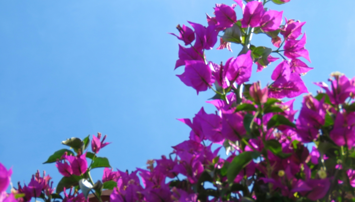 Fleur Villa Pinson Beauvallon Properties